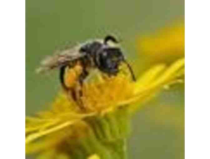 Bee-Themed Garden Gift Basket - Photo 1