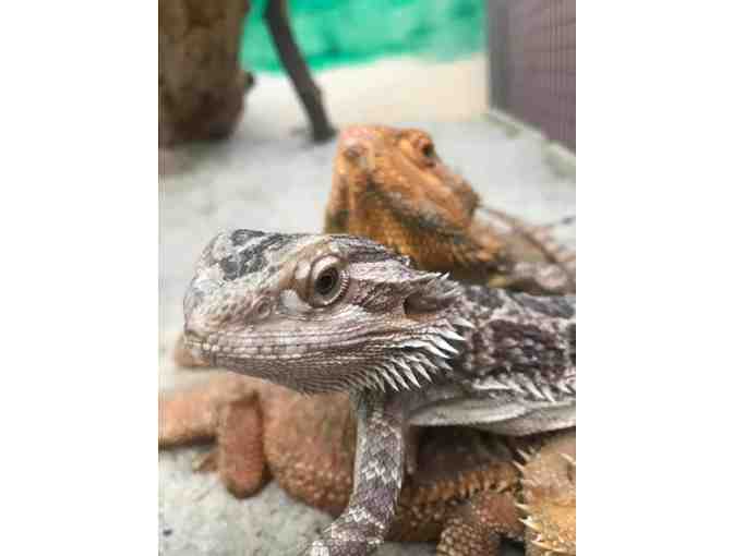 Tour of Phoenix Herpetological Society - Photo 1