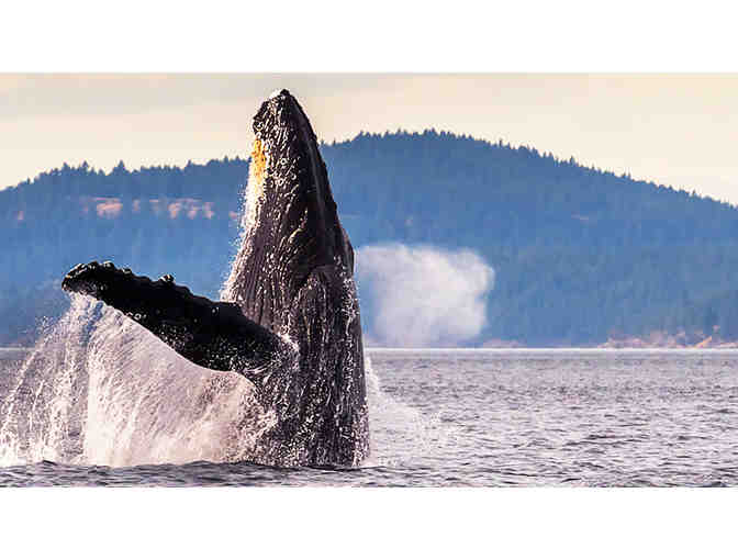 San Juan Islands Whale Watching