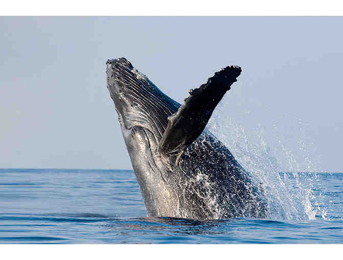 San Juan Islands Whale Watching