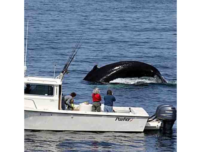 SeaSalt Charters Private Whale Watch for up to 6 people - Photo 1