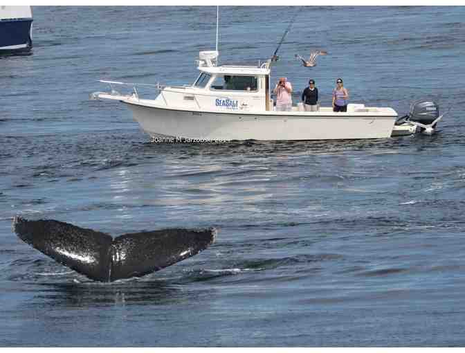 SeaSalt Charters Private Whale Watch for up to 6 people - Photo 4