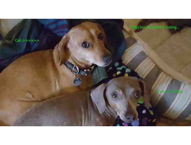 Dachshund Blue European Dangle Bead Charm Necklace