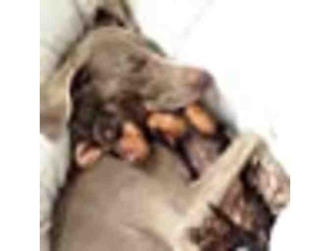 Harlow & Sage (and Indiana): A True Story About Best Friends