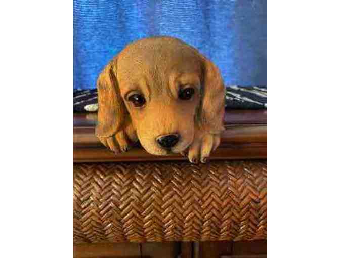 Dachshund Puppy Self Sitter