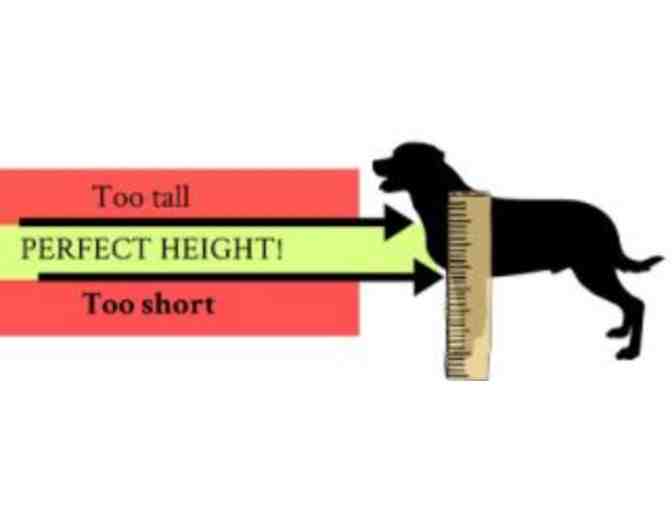 Elevated Double Dish Feeding Stand for Dog or Cat