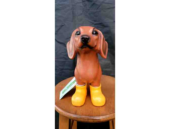 Dachshund in Rainboots