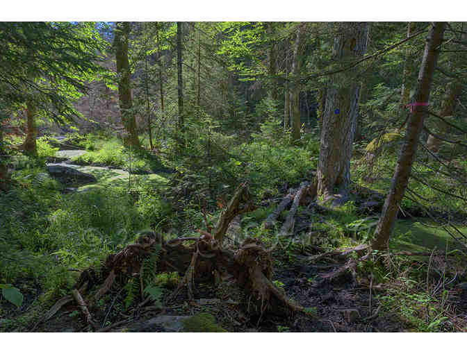 Your choice of a Special Edition Carl Heilman print