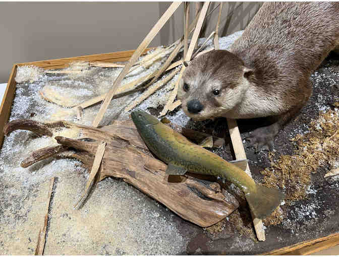 Taxidermy Otter with Fish