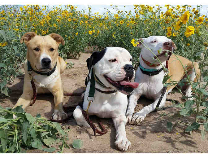 $50 Gift Certificate toward Boarding or Training, Sol Dog Lodge, Tucson AZ