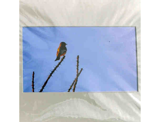 Desert Themed Matted Trio - Original Photos by Jim Eaton