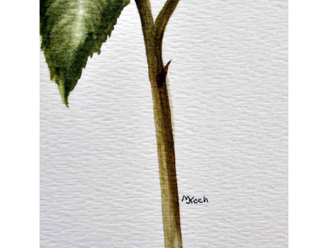 Watercolor Trio - Floral - Unmatted/Unframed by Marlene Koch