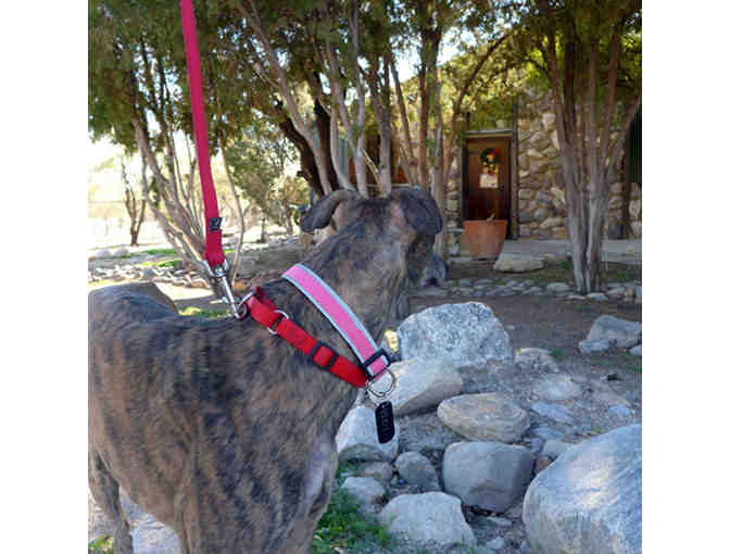 Certificate For Exam and Vaccinations Up To $104 - Greenway Pet Clinic (Tucson only)