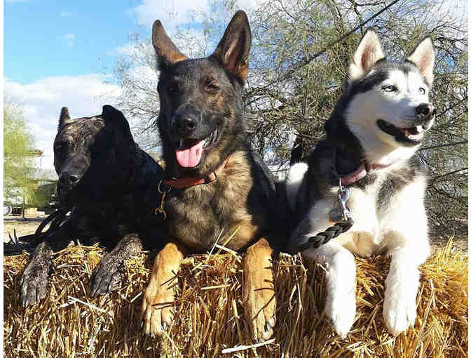 $100 Certificate for Boarding or Training at Sol Dog Lodge