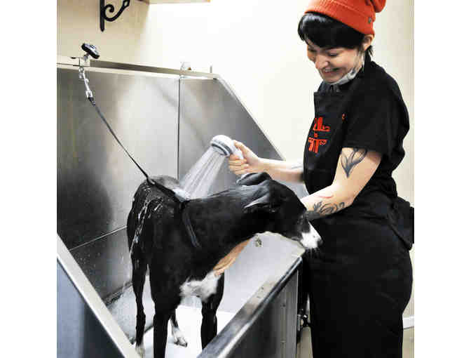 $50 Certificate for Grooming at Sol Dog Lodge - Thornydale