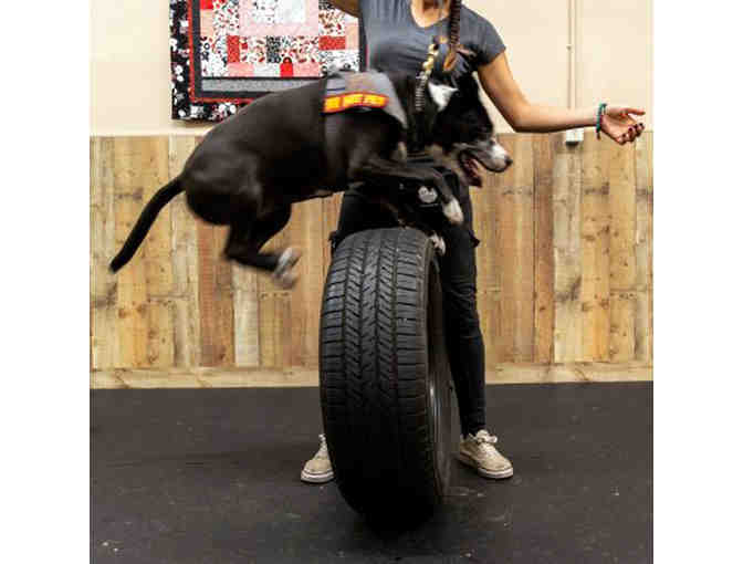 $100 Certificate for Training at Sol Dog Lodge