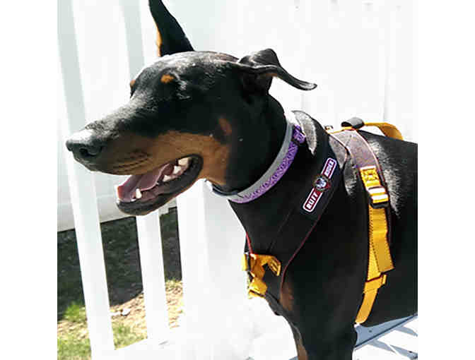 Roadie Canine Travel Harness - Size 4.0 - Large