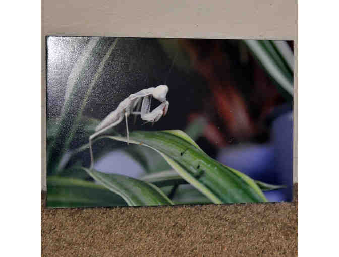 Praying Mantis - Original Photo On Composite Board