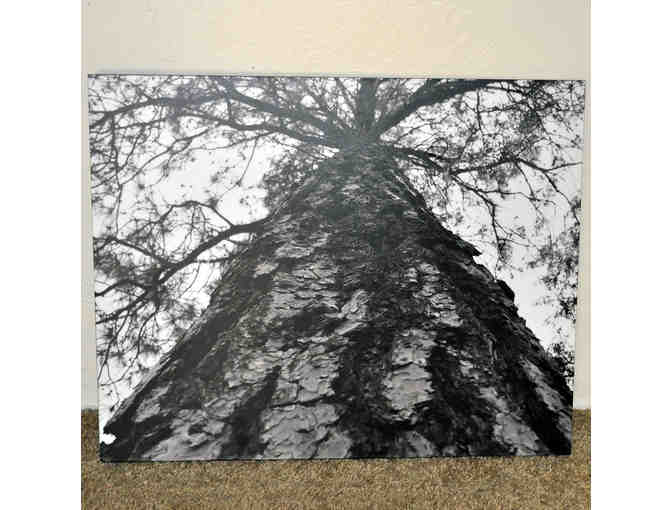 Tall Tree - Original Photo On Composite Board