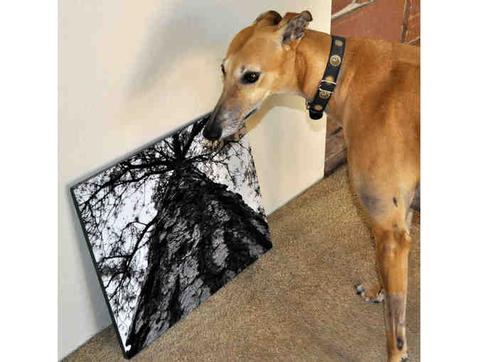 Tall Tree - Original Photo On Composite Board