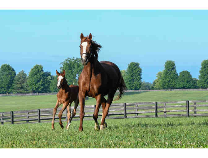 Once In A Lifetime For You And Your Entourage