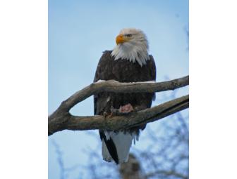 Gorgeous Set of 9 Photographs Matted and Ready for Framing