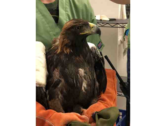 Lindsay Wildlife Experience - 4 Guest Passes