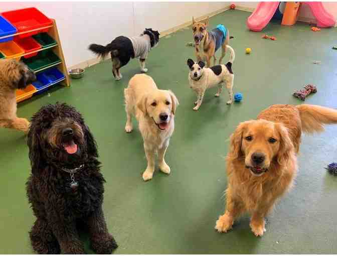 Doggie Daycare!