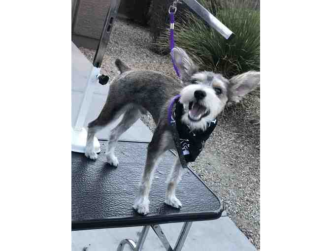 Polish your pup with Captain Leash Mobile Grooming