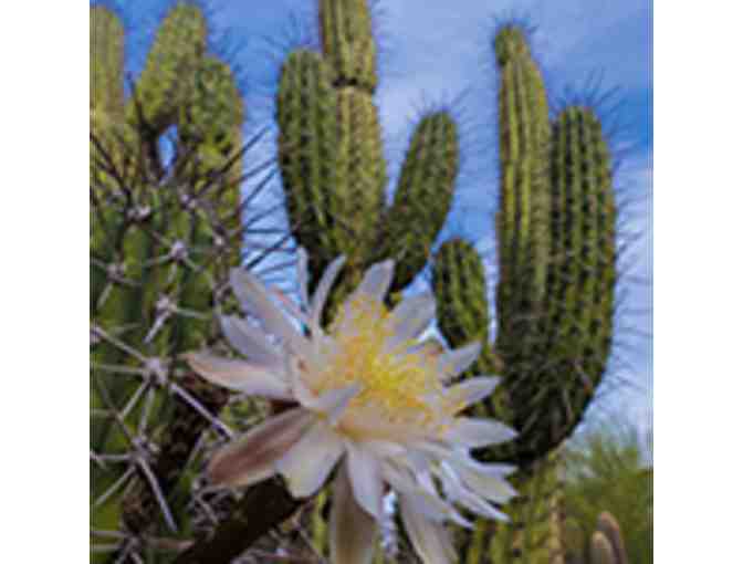Family Membership at the Desert Botanical Garden