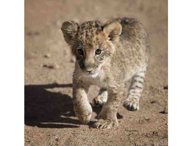 Out of Africa Wildlife Park with the Family