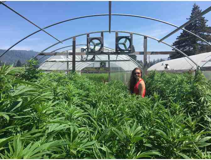 Half Day Humboldt Cannabis Tour for 2 People