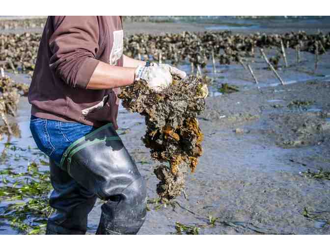 Coast Seafoods - Five Dozen Kumamoto Oysters - Gift Certificate