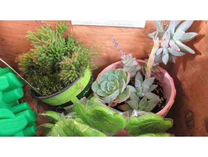 Succulents and Suckers Collection with a $25 Mad River Gardens Gift Card