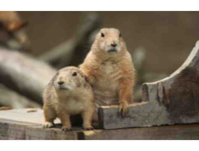 A Day with the Animals