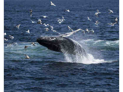 Whales, Ducks, and Dunkin'