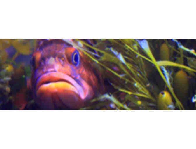 Family 4 Pack tickets Oregon Coast Aquarium