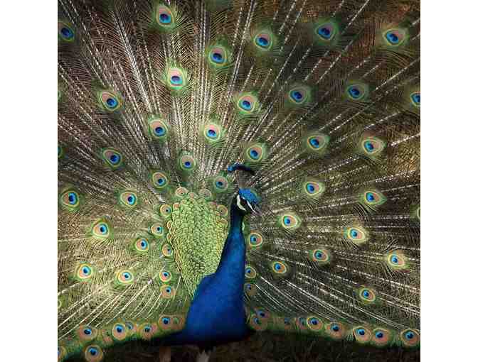 Museum of Appalachia | Family Membership