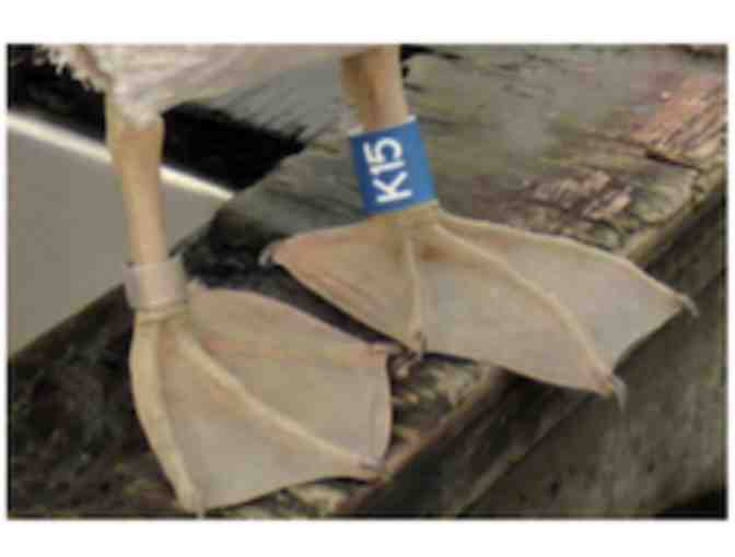 Pelican Release with International Bird Rescue