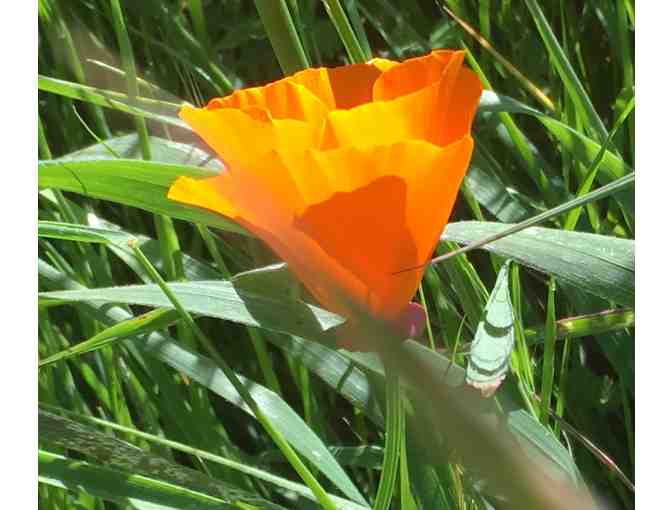 Sloat Garden Center Gift Certificate