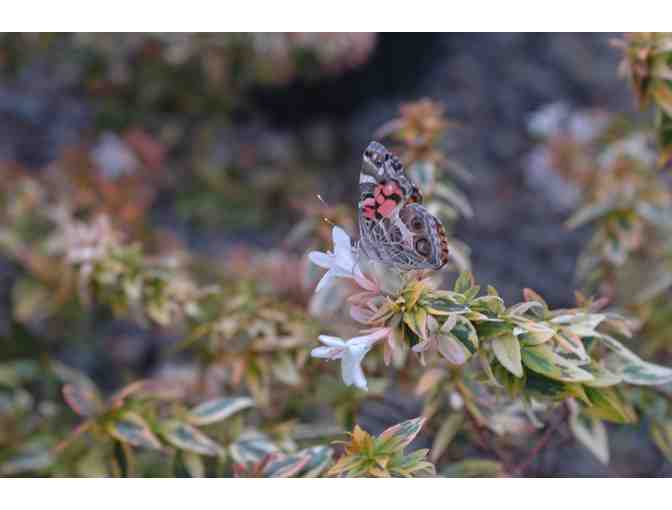 Sloat Garden Center Gift Certificate