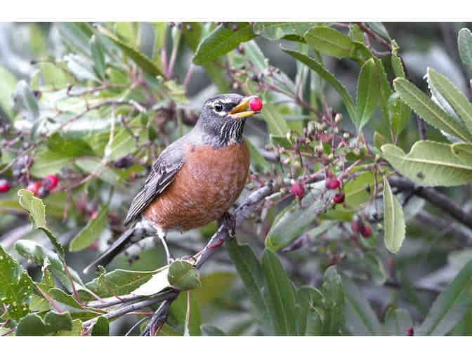 An Afternoon in the Gottlieb Garden