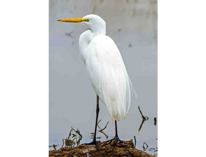 Three Waterbird Photographs