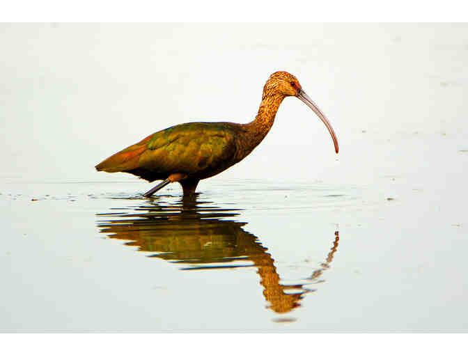 Three Waterbird Photographs