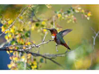 An Afternoon in the Gottlieb Garden