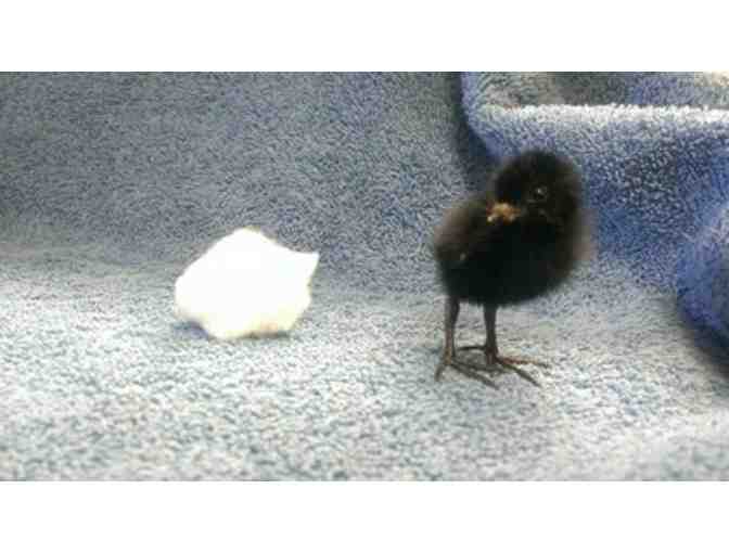 $2500 - Donate now to the Fund-a-Need.