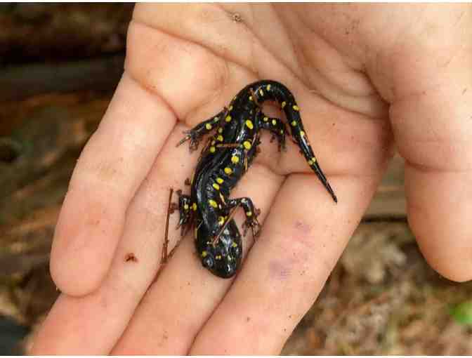 One Week of Summer Camp at North Shore Nature Programs