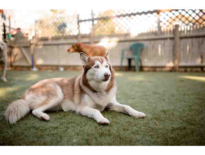 The Pampered Pet - Dogsitting and Pet Supply