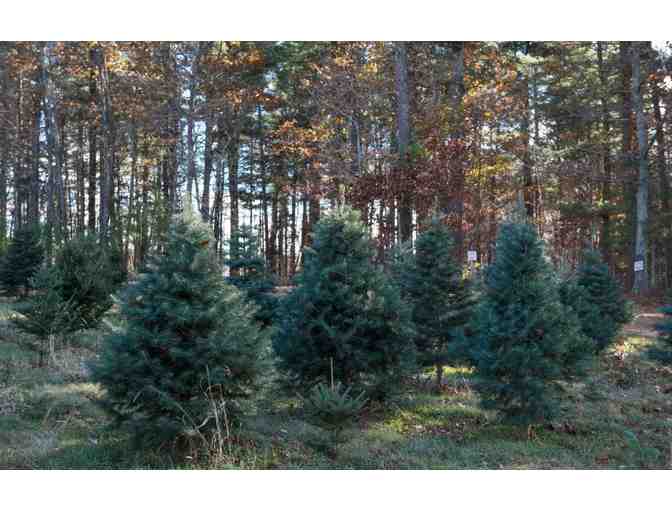 Christmas Tree from Herrick Tree Farm