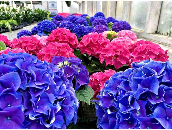 Beautiful Blooms from Currans Flowers